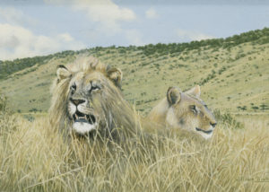 Lions in the Mara