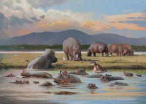 Hippos in the Luangwa River