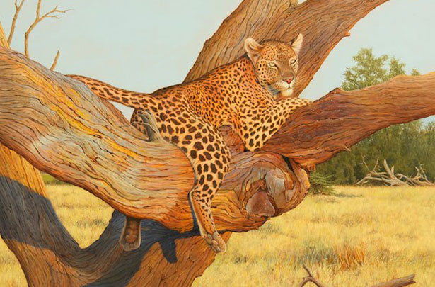 A Leopard in a tree