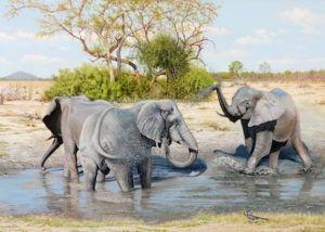 Young Bull Elephants in a Savute Waterhole, Botswana