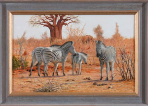 Zebras above the Chobe River, Botswana